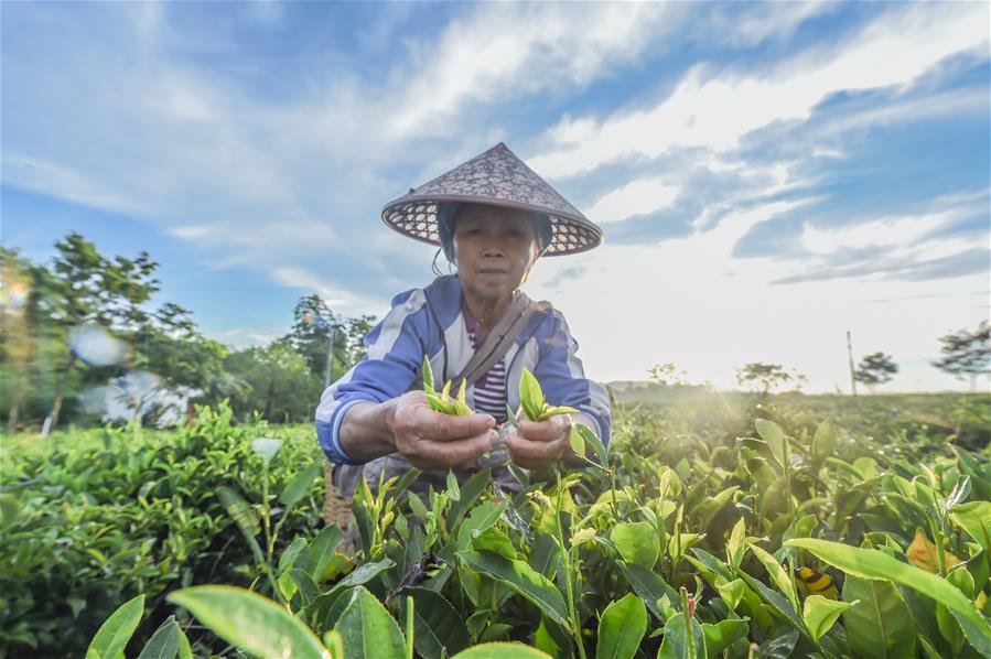 海南：黎鄉茶葉助脫貧