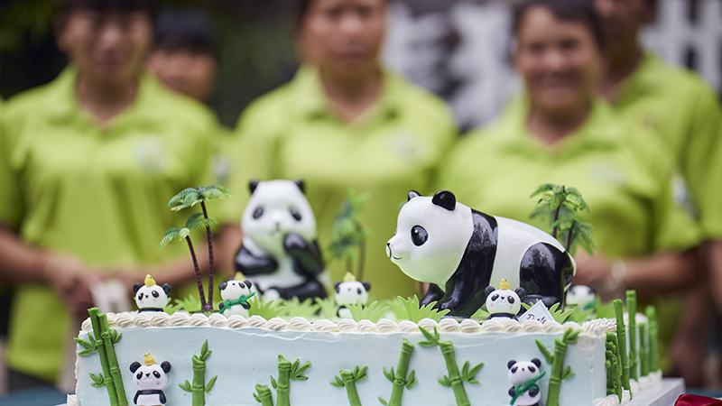 60秒 陪萌寵熊貓&ldquo;貢貢&rdquo;&ldquo;舜舜&rdquo;一起過生日