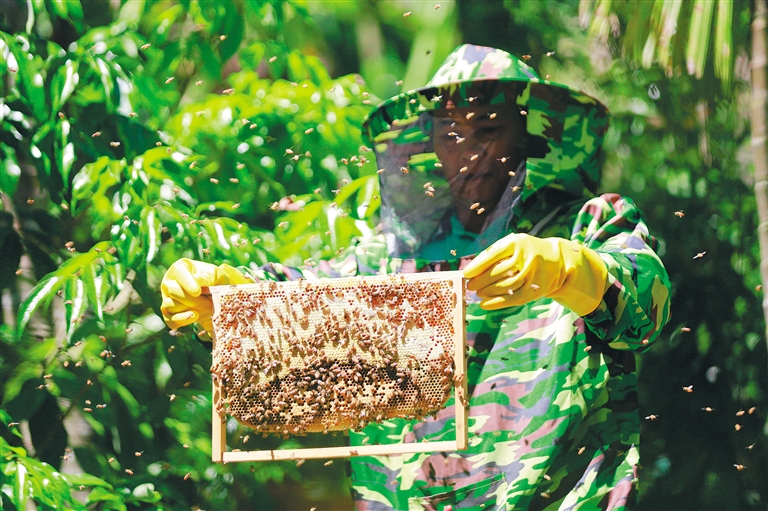 &ldquo;蜂&rdquo;收