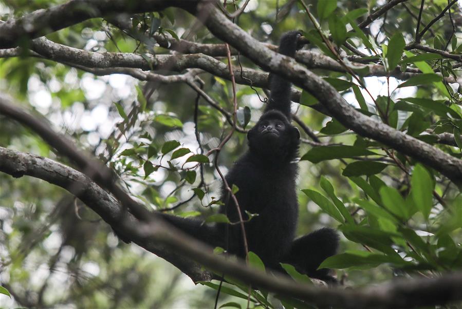 走進海南熱帶雨林
