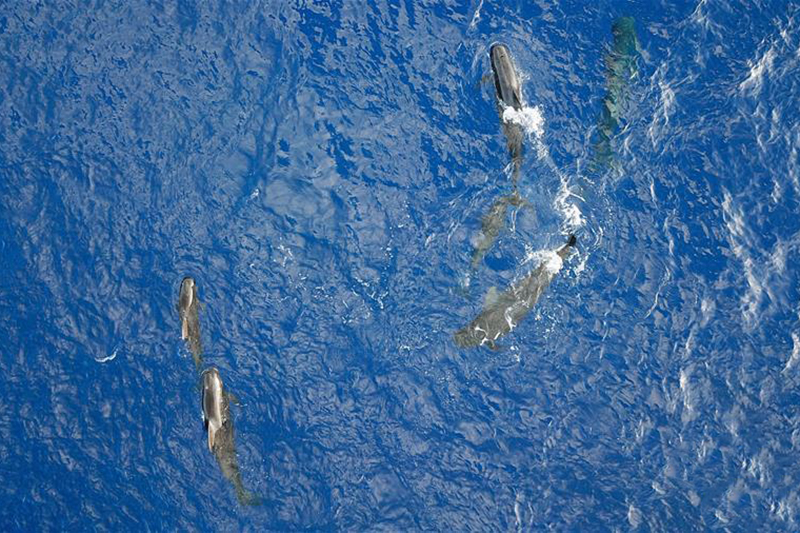 在南海，科学家这样寻“鲸”喜