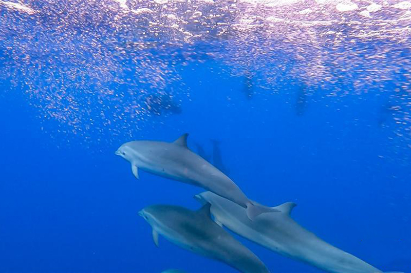 科研人员在南海记录短肢领航鲸与弗氏海豚混游现象