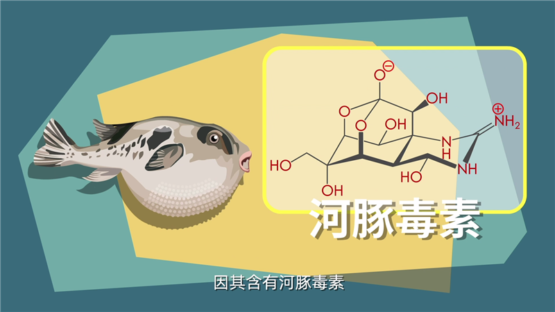 食用不当易中毒 含河豚毒素的海产品请当心