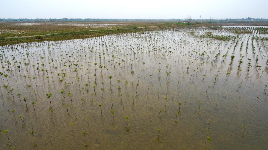海口东寨港湿地生态修复工程完工