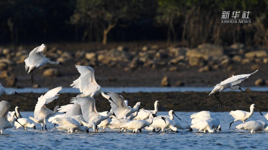 海南儋州：黑脸琵鹭飞抵湿地越冬
