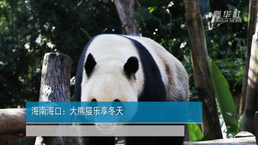 海南海口：大熊猫乐享冬天