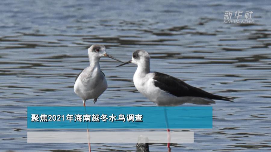 聚焦2021年海南越冬水鸟调查
