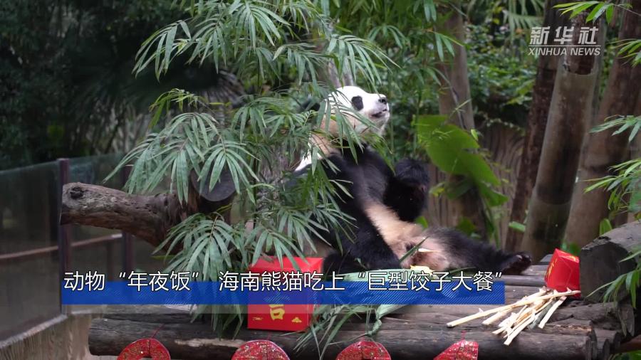 动物“年夜饭” 海南熊猫吃上“巨型饺子大餐”