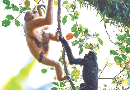 海南长臂猿连续三年实现种群数量增长