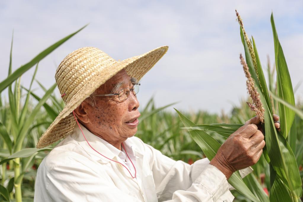 87岁，他在三亚南繁又一年