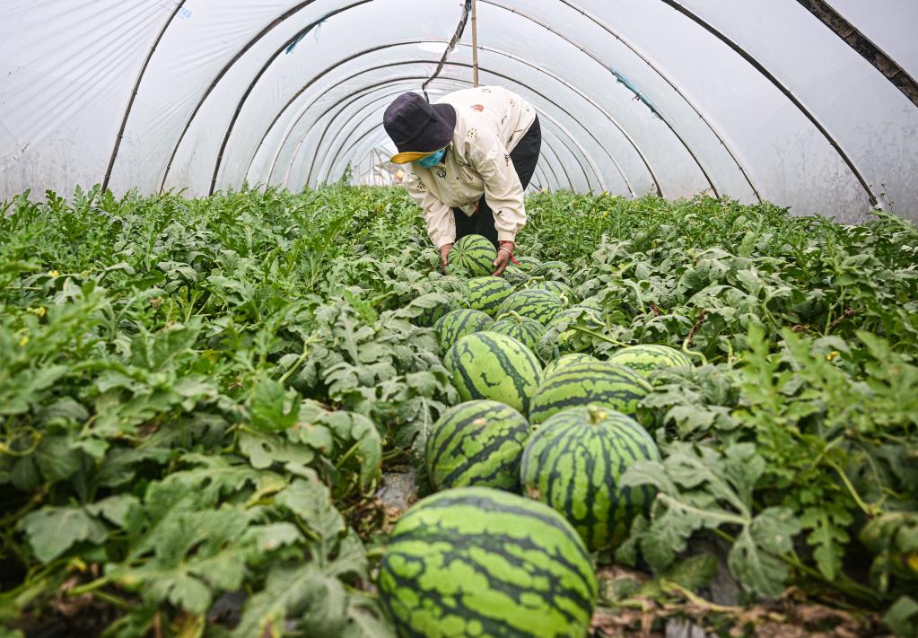 新华全媒+｜海南：春日收获在希望的田野