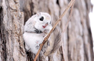 西伯利亚鼯鼠卖萌 大眼睛电力十足