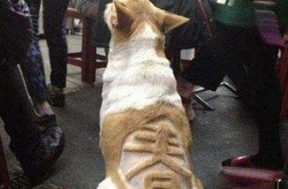 主人，過個春節也不至于鬧成這樣吧