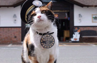 14歲小貓擔任火車站長 拉動日本地方經濟